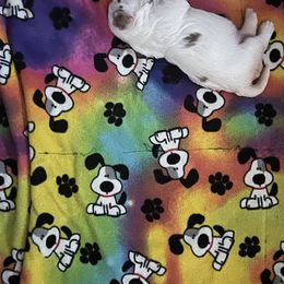 Clumber Spaniel Puppies from Briton Clumber Spaniels