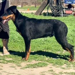 Lane - Beauceron