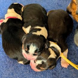 Beagle puppies from Jennifer Knapp's AKC Beagles