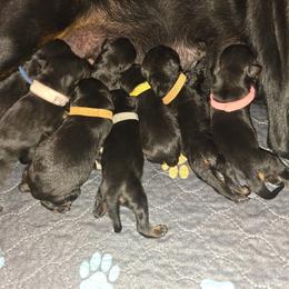 Mr White - Black and mahogany male Rottweiler puppy in Ethel, Washington from Titanenheim Rottweilers