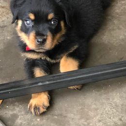 Rottweilers from North East Texas Rottweilers