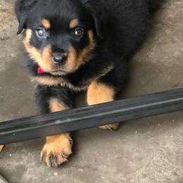 Rottweilers from North East Texas Rottweilers