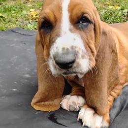 Clyde - Brown and white male Basset Hound puppy in Imler, Pennsylvania from Happy Hounds