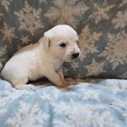 Boy 2 - Light golden male Golden Retriever puppy in Savannah, Georgia from Golden Point Retrievers