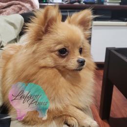 Mia - Pomeranian