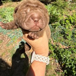 Leia - Brown female Chinese Shar-Pei puppy in North Carolina from Amy Mahaffey's Chinese Shar-Pei