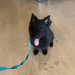 Maverick - Black male German Shepherd puppy in Baltimore, Maryland from Abenteurer German Shepherds & Belgian Malinois