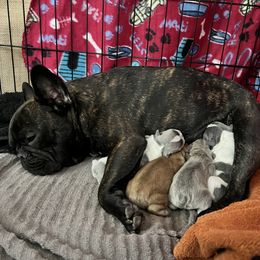 Sachie - French Bulldog