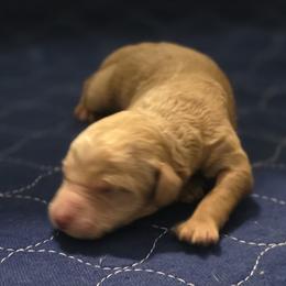 Dawn - Red  female Goldendoodle puppy in Freedom, New York from Samantha's Goldendoodles