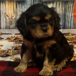 Cavalier King Charles Spaniel Puppies from CoLo Cavaliers