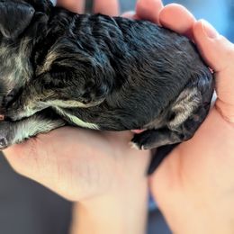 Poodle Puppies from New Hope Standard Poodles