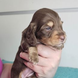 Chocolate and tan female - Chocolate and tan female Dachshund puppy in Belle Rive, Illinois from Akin's Miniature Dachshunds, LLC