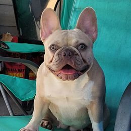Nova - French Bulldog