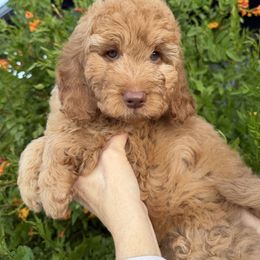 Barkley - Red  male Goldendoodle puppy in Tucson, Arizona from Adored Poodle & Doodles