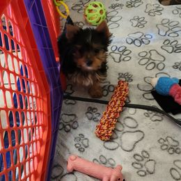 Yorkshire Terrier Puppies from Little Yorkie World Texas