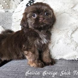 Shih Tzu Puppies from Beirin Breige Shih Tzus