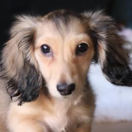Rocky - Cream male Dachshund puppy in Azle, Texas from American Dachshunds