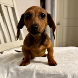 Darla - Dapple female Dachshund puppy in Magnolia, Texas from J&R Macias Dachshunds