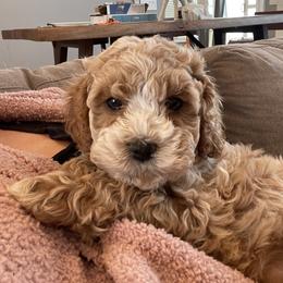 Cockapoo Puppies from M&M Cockapoos of Iowa