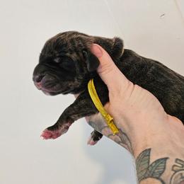 Yellow collar - Brindle female Great Dane puppy in Warren, Ohio from Loyal-Loves Great Danes