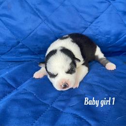 Baby girl 1 - Black and white female Siberian Husky puppy in Ocala, Florida from Florida Husky Puppies