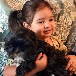 Billy - Black male Shih Tzu puppy in Hemet, California from Aloha Shih Tzu