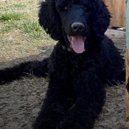 Poodles from Desert Moon Poodles