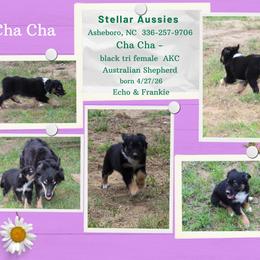 Cha cha - Black tri-color female Australian Shepherd puppy in Asheboro, North Carolina from Stellar Aussies