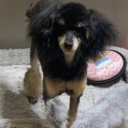 Gunner - Poodle