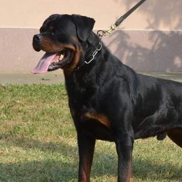Grome - Rottweiler