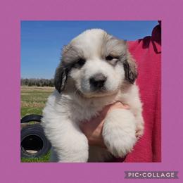 MAEVE- rose collar - White and badger female Great Pyrenees puppy in Mikado, Michigan from Brittain Family Farm