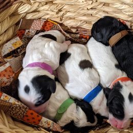 Australian Labradoodle Puppies from Llewellyn's Grove Labradoodles