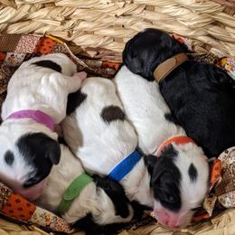 Australian Labradoodle Puppies from Llewellyn's Grove Labradoodles