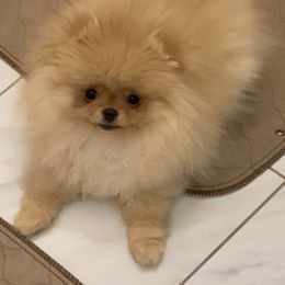 Pomeranian Puppies from Halo Poms