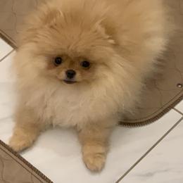 Pomeranian Puppies from Halo Poms