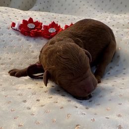 Patsy Cline - Red  female Goldendoodle puppy in Camden, North Carolina from Oopsie Doodles of NC