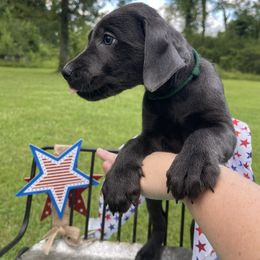 Dilute Retriever and Labrador Retriever Puppies from Cooper Charcoal Labs