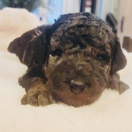 Lucy - Blue merle female Aussiedoodle puppy in Yacolt, Washington from Aussiedoodles by Maggie