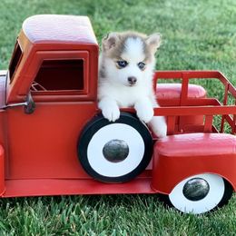 Pomskies from Winding Brook Pomskies