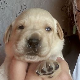 Girl 2 - Yellow female Labrador Retriever puppy in Ranchita, California from Pacific Crest Labradors