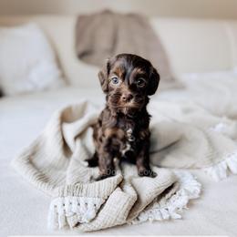 Nantucket - Tri-color female Australian Labradoodle puppy in Syracuse, Indiana from The Doodle Cove