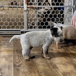 Boy 4 - Blue speckled male Australian Cattle Dog puppy in Carthage, Missouri from MO Morningstar Heelers