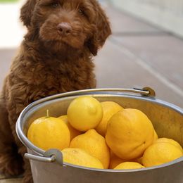 Australian Labradoodle Puppies from Cascade Canyon Labradoodles