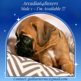 Male 1 - Fawn male Boxer puppy in Portland, Maine from Gail's Boxers