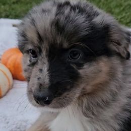 Girl 2 - Blue merle Australian Shepherd puppy in Georgia from Southern Bred Aussies