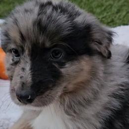 Girl 2 - Blue merle Australian Shepherd puppy in Georgia from Southern Bred Aussies