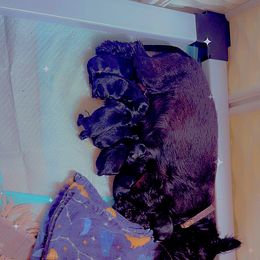 Princess - Red brindle female Scottish Terrier puppy in Mancelona, Michigan from Stefany Farm of Happiness