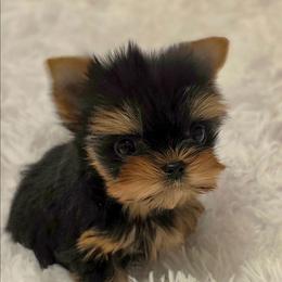 Lacey - Black and gold female Yorkshire Terrier puppy in Luray, Tennessee from Little Angel Yorkies