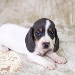 AKC Skipper - Blue and tan male Dachshund puppy in Christiansburg, Virginia from Little Legs Luxury Dachshunds LLC