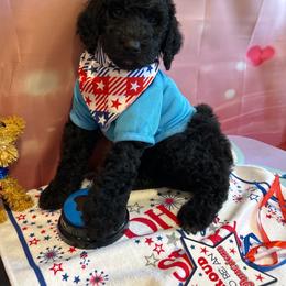 Bri Brian Petersen - Silver male Poodle puppy in Mobile, Alabama from Semmy’s Standard Poodle LLC